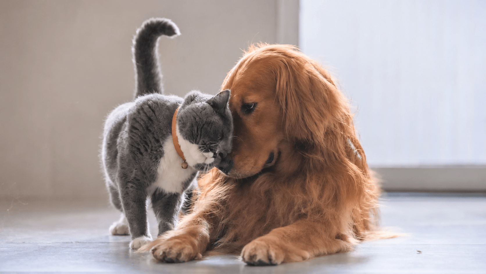Accessoires animaux